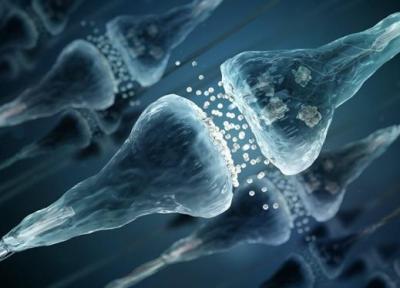 یک کشف شگفت انگیز؛ وجود میلیون ها سیناپس خاموش در مغز انسان
